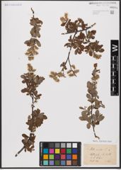 Foto von Salix aurita L.